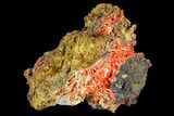 Bright Orange Crocoite Crystal Cluster - Tasmania #103801-1